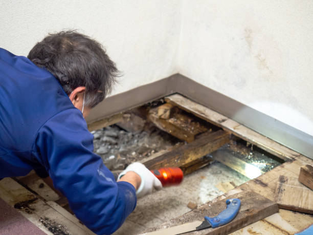 Wallingford Center, CT Mold Removal Company