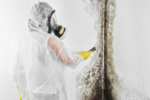 Best Fast Mold Removal  in Wallingford Center, CT