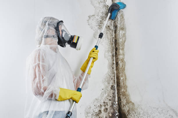 Best Mold Damage Repair  in Wallingford Center, CT