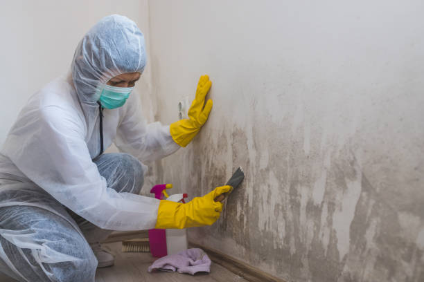 Best Mold Removal Specialists  in Wallingford Center, CT