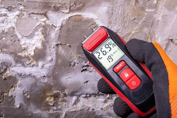 Best Same-Day Mold Removal  in Wallingford Center, CT