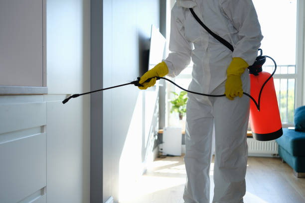Best Local Mold Removal Service  in Wallingford Center, CT