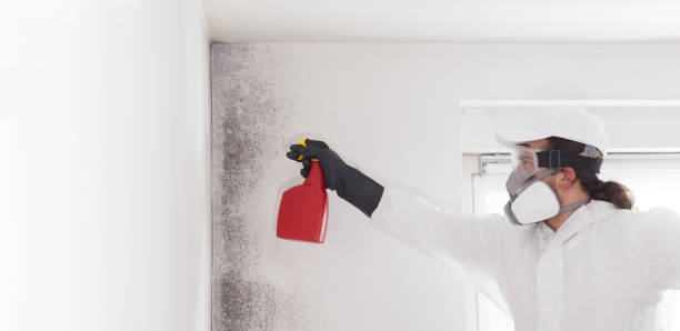 Best Mold Remediation  in Wallingford Center, CT