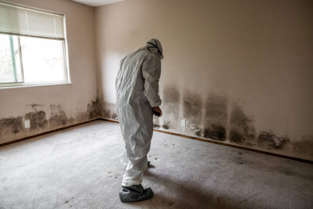 Best Certified Mold Removal  in Wallingford Center, CT