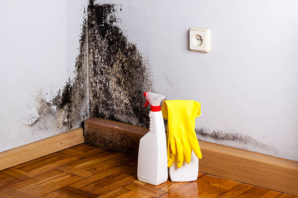 Best Professional Mold Removal  in Wallingford Center, CT