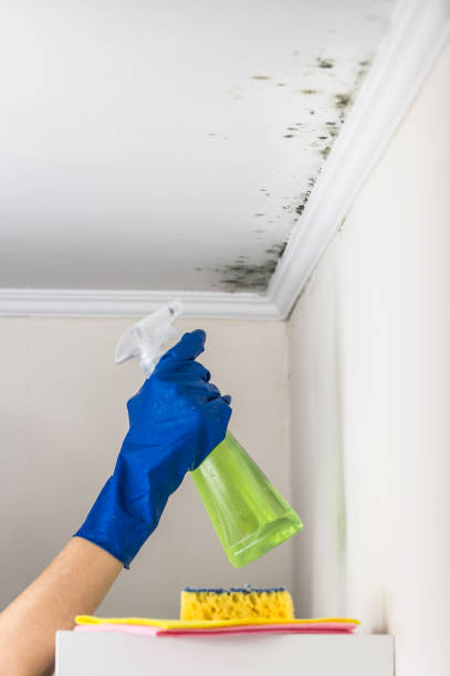 Best Residential Mold Removal  in Wallingford Center, CT